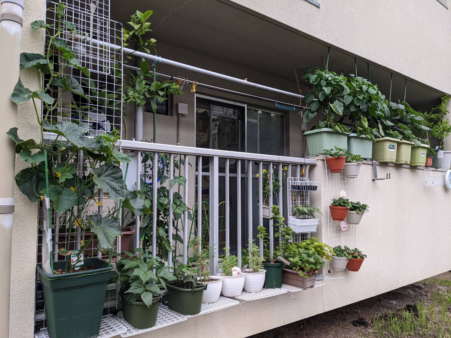 彩りを添える　ゆずぽんブログ